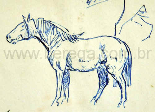 esboco de perfil de cavalo crioulo